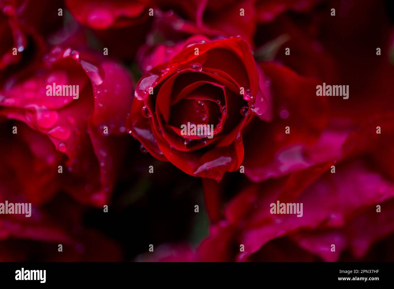 Gocce di pioggia su rose rosse Foto Stock