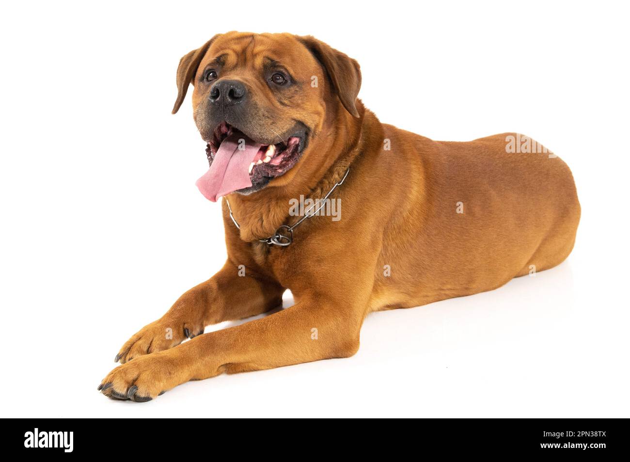 Milano 15/04/2023 : Tosa Inu, razza giapponese, sessione fotografica studio Foto Stock