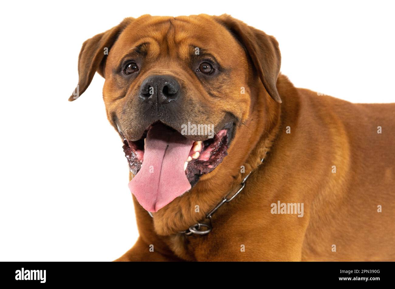 Milano 15/04/2023 : Tosa Inu, razza giapponese, sessione fotografica studio Foto Stock