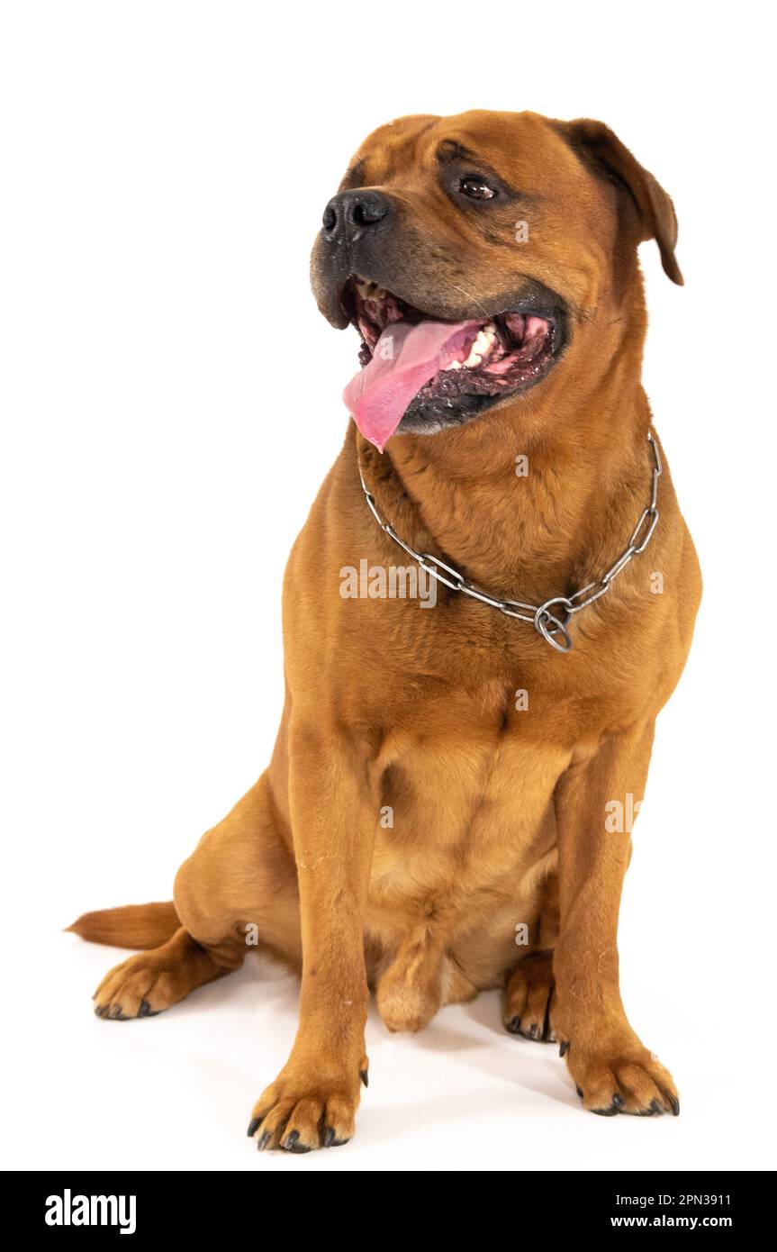 Milano 15/04/2023 : Tosa Inu, razza giapponese, sessione fotografica studio Foto Stock