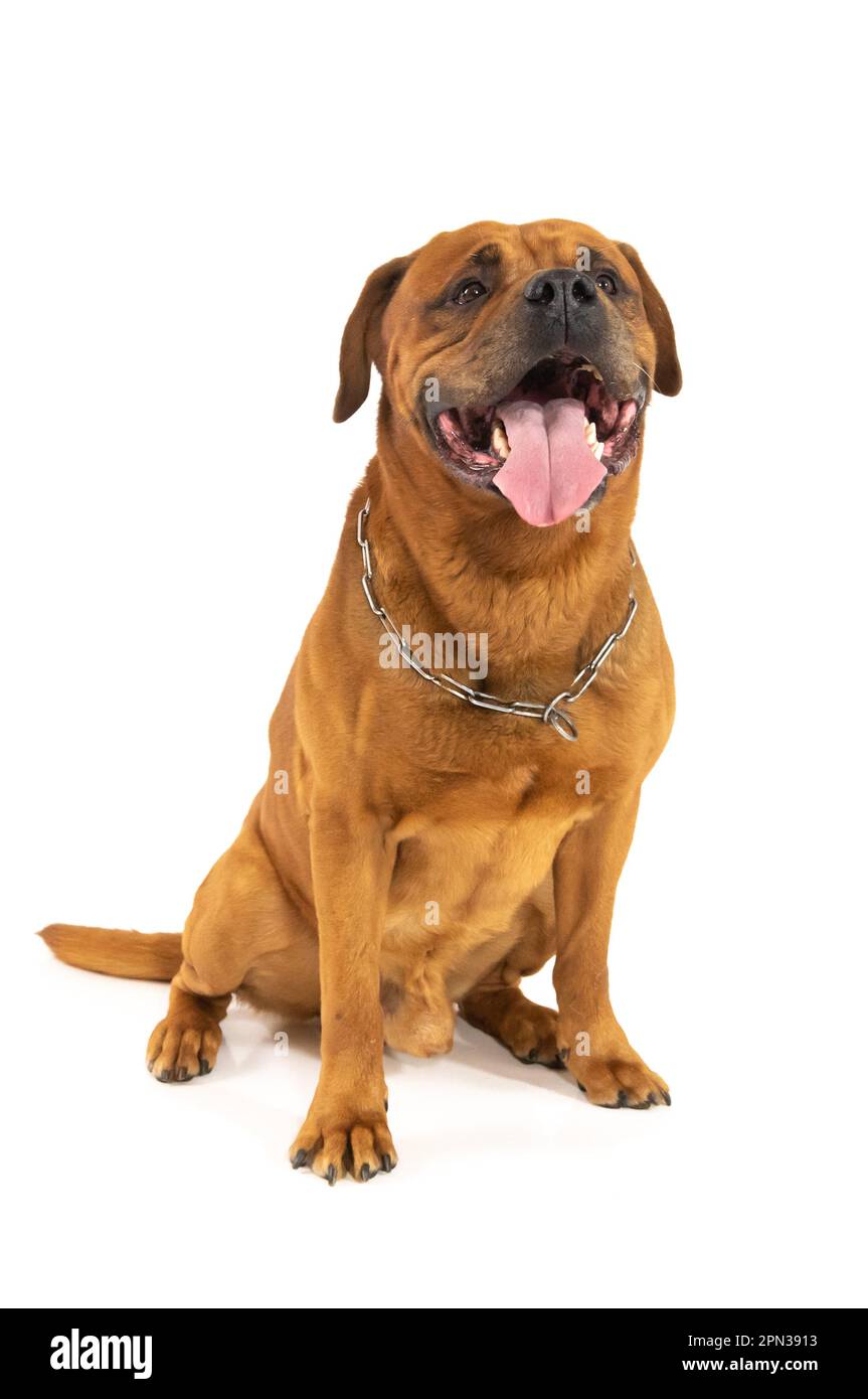 Milano 15/04/2023 : Tosa Inu, razza giapponese, sessione fotografica studio Foto Stock