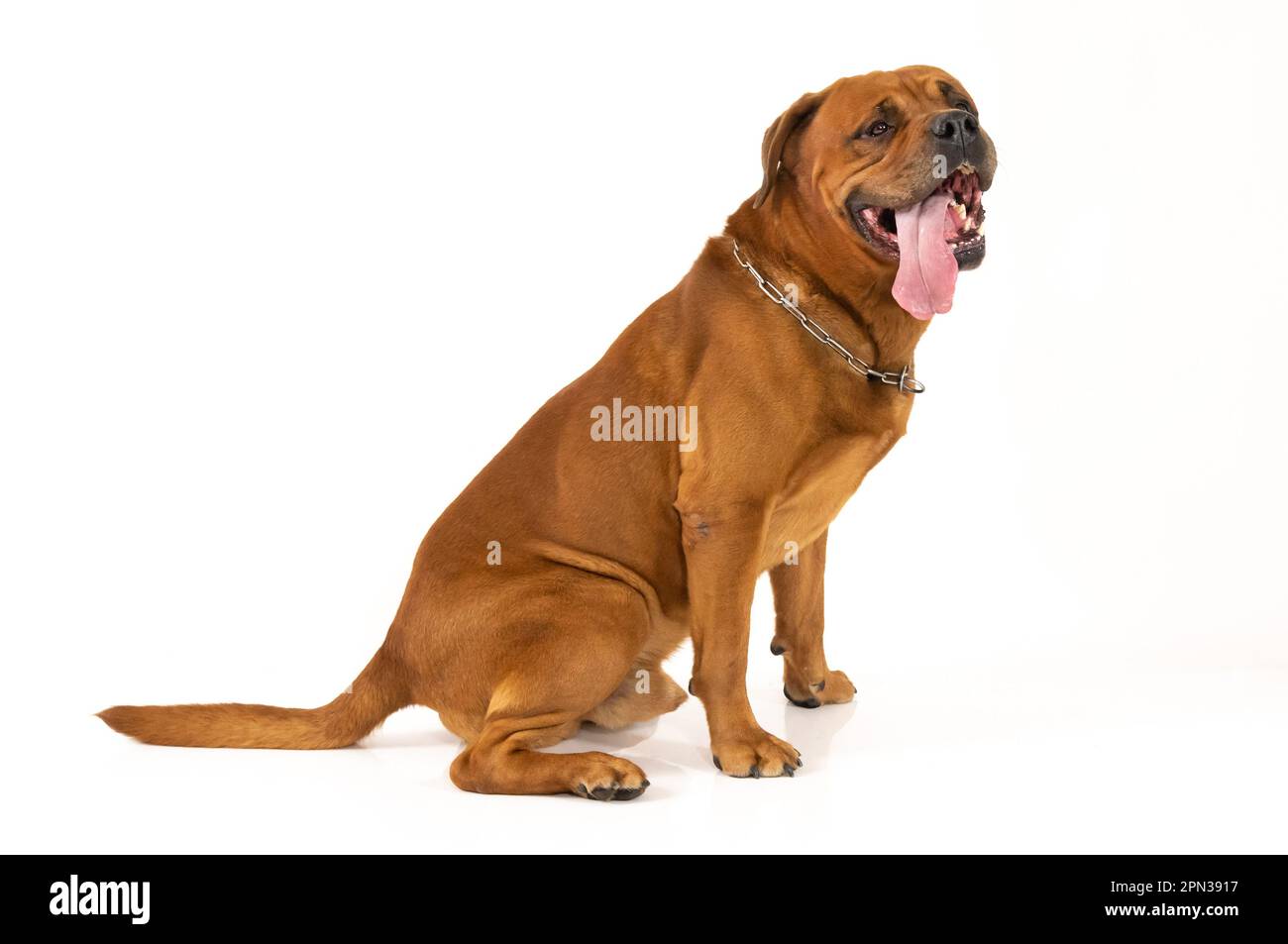 Milano 15/04/2023 : Tosa Inu, razza giapponese, sessione fotografica studio Foto Stock