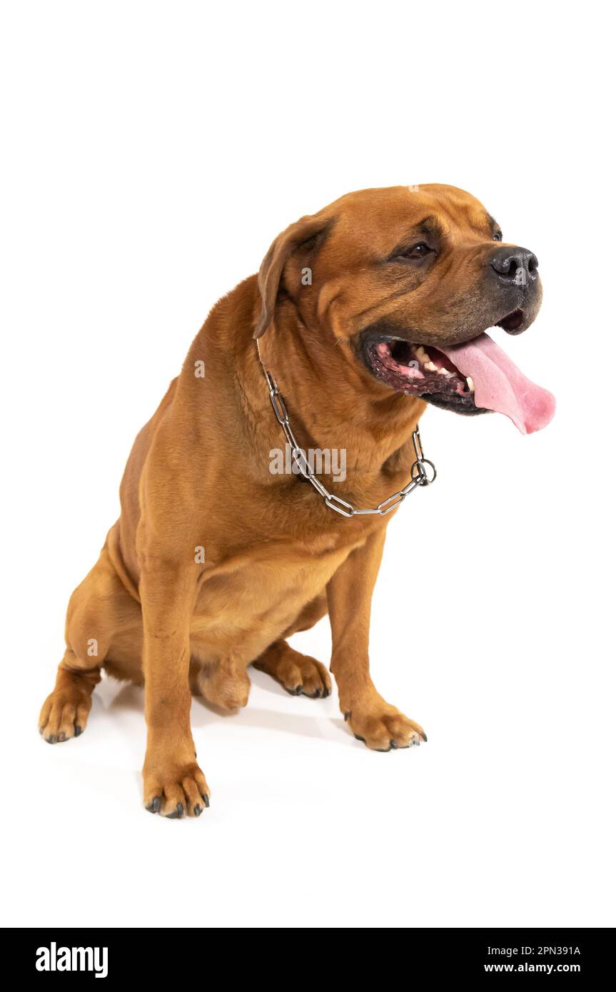 Milano 15/04/2023 : Tosa Inu, razza giapponese, sessione fotografica studio Foto Stock