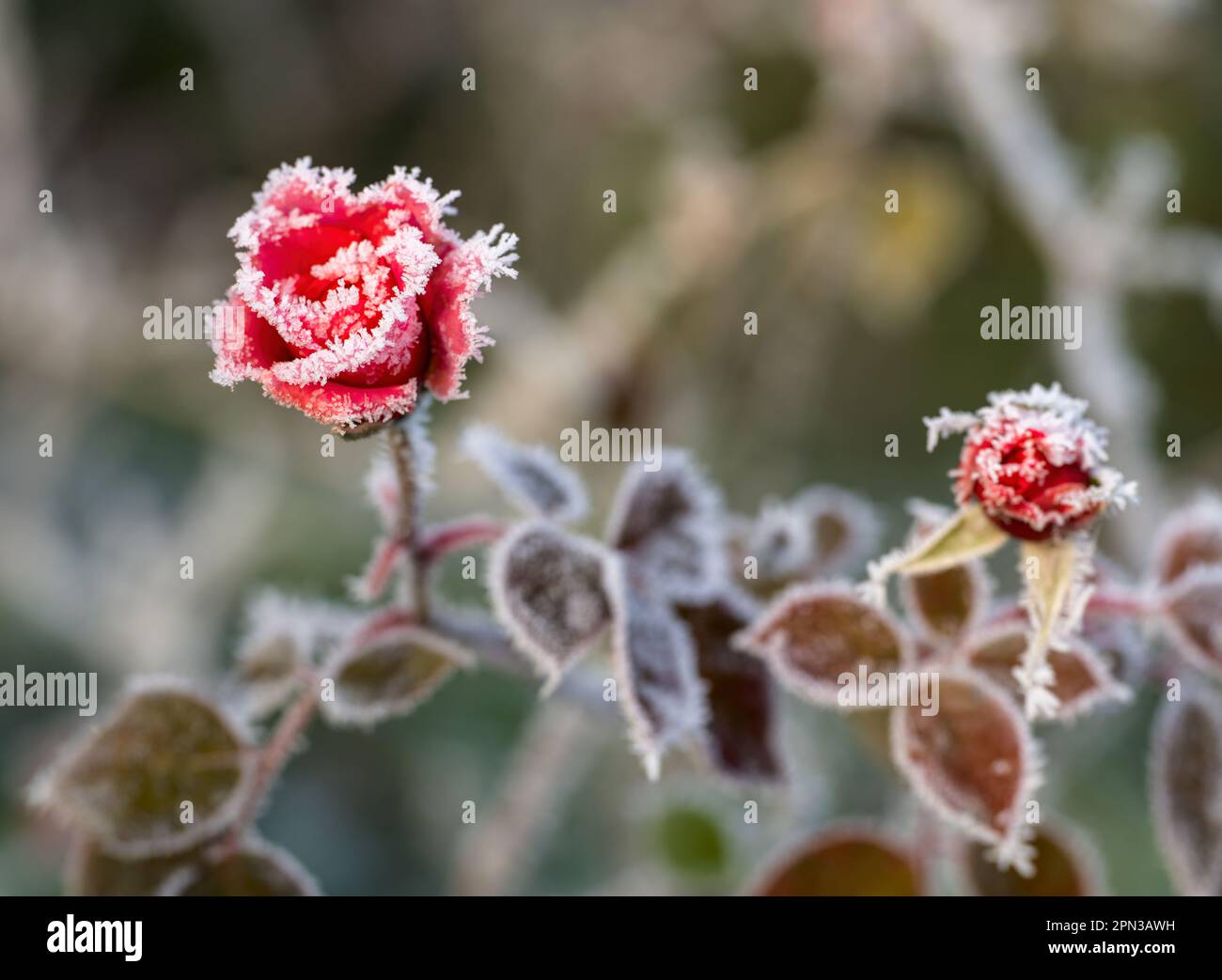 Germogli di rosa ghiacciati congelati Foto Stock