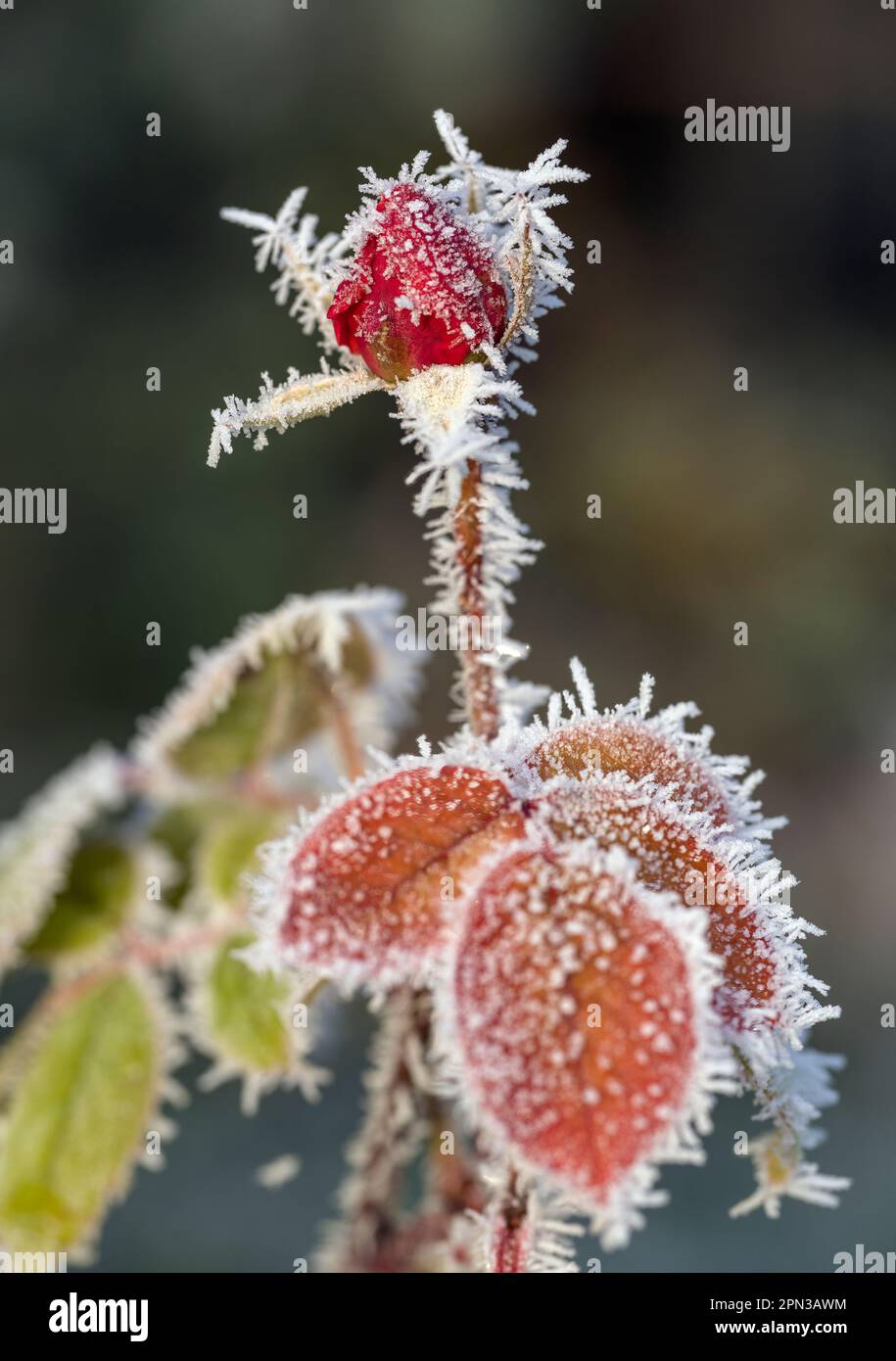 Germogli di rosa ghiacciati congelati Foto Stock