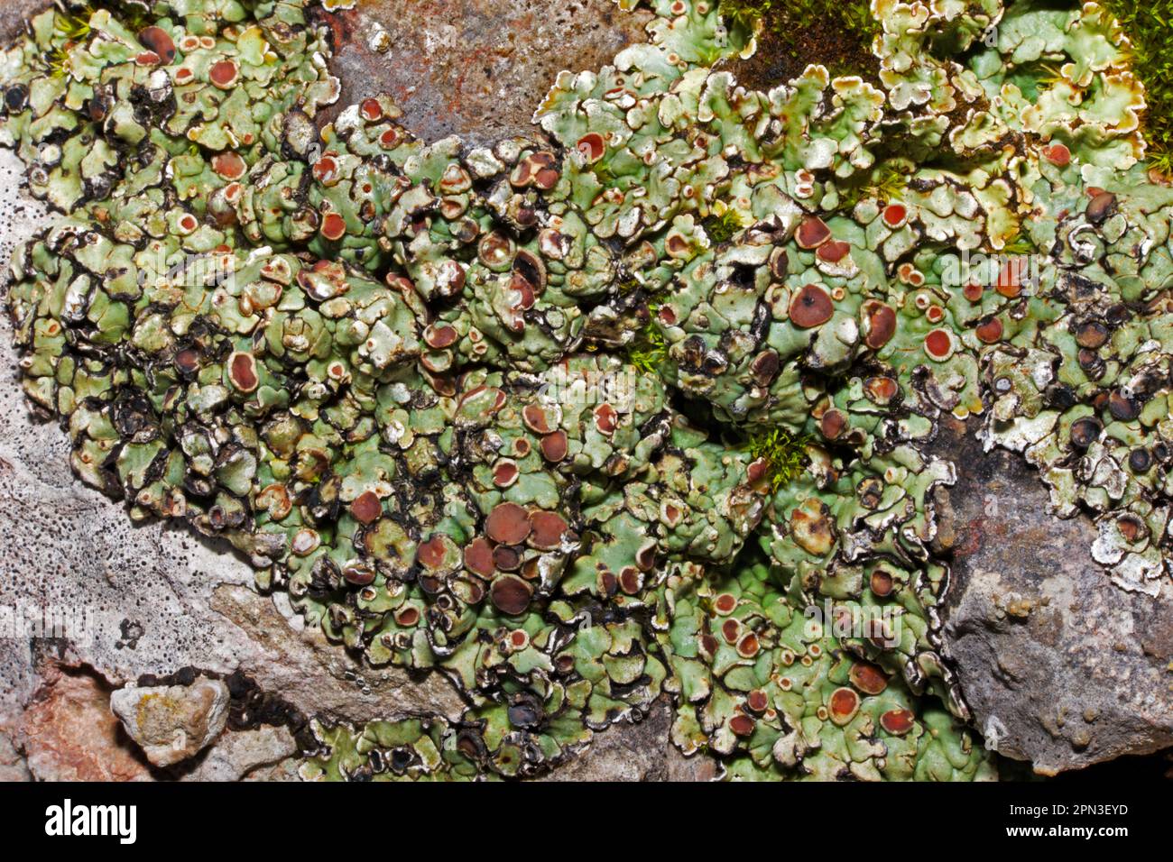 Squamarina cartilaginea è un lichene di squamulosio non comune trovato su rocce calcaree. È stato trovato in Europa, Asia, Africa e Nord America. Foto Stock