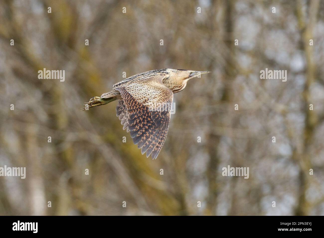 Un Bittern che vola attraverso Lakenheath Fens a Suffolk, Inghilterra, aprile 2023 Foto Stock