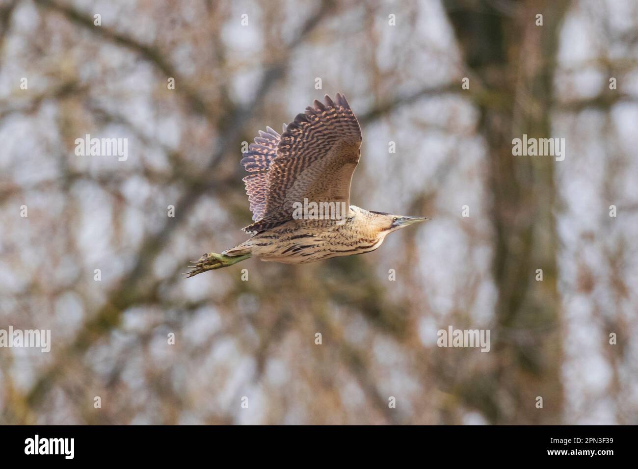 Un Bittern che vola attraverso Lakenheath Fens a Suffolk, Inghilterra, aprile 2023 Foto Stock
