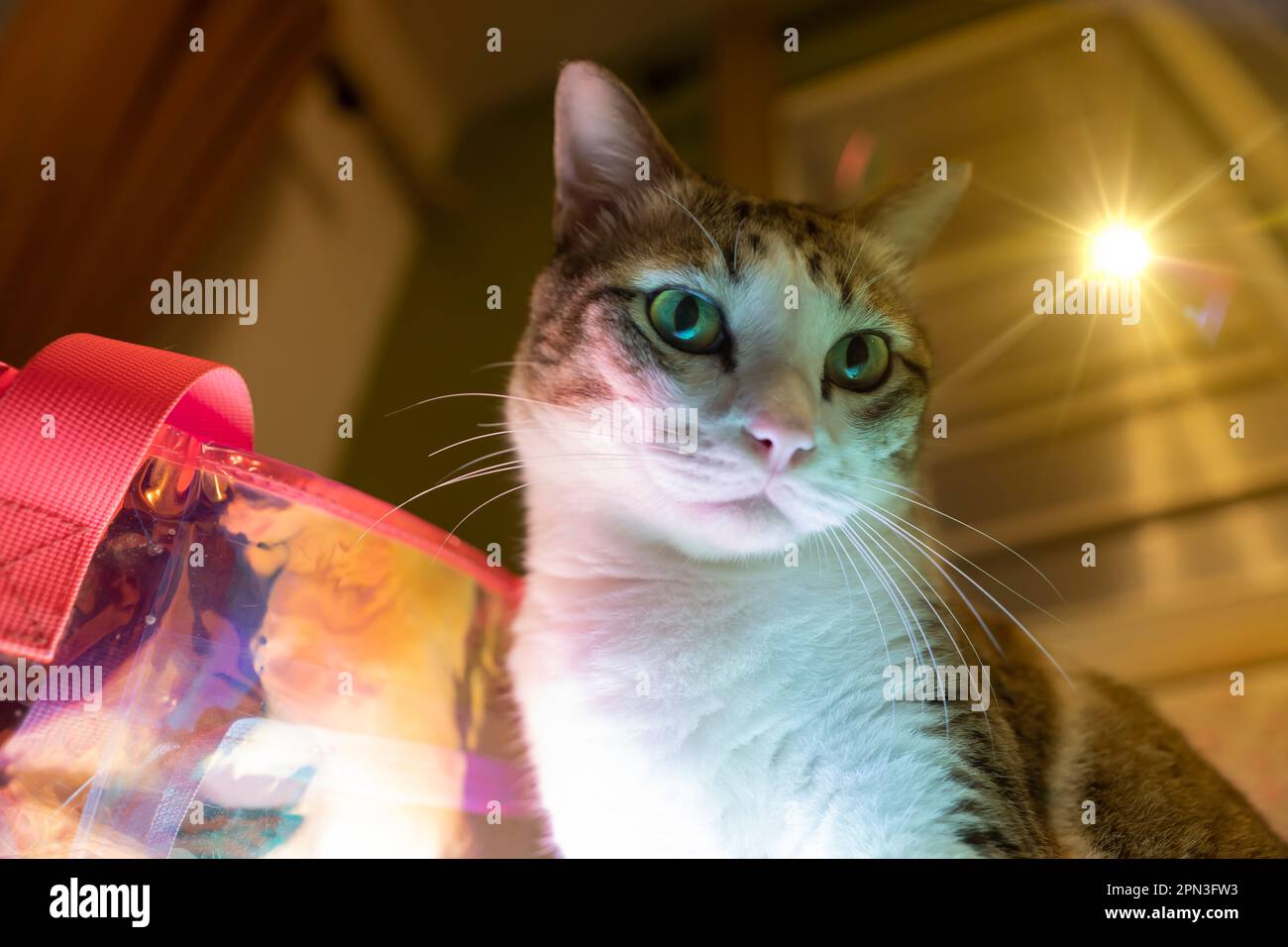 Gatti guarda la telecamera con sospetto, luci al neon colorate. Foto Stock