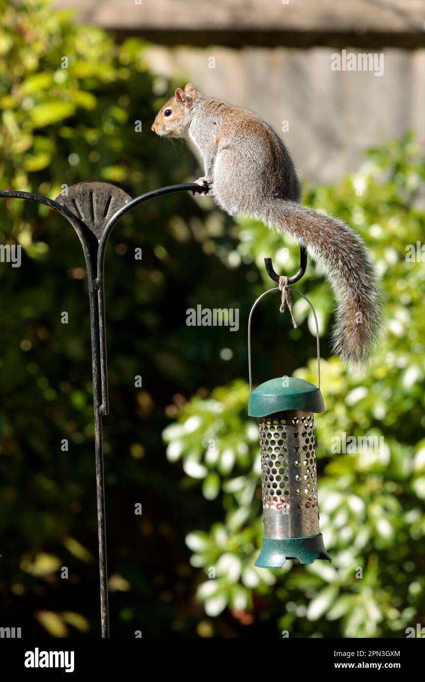 Scoiattolo grigio (Sciurus carolinensis) seduto su un alimentatore di uccelli in un giardino Foto Stock