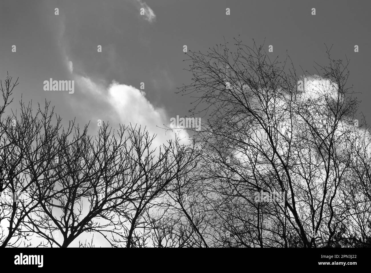 Un cielo nuvoloso con alberi in primo piano, foto in bianco e nero Foto Stock