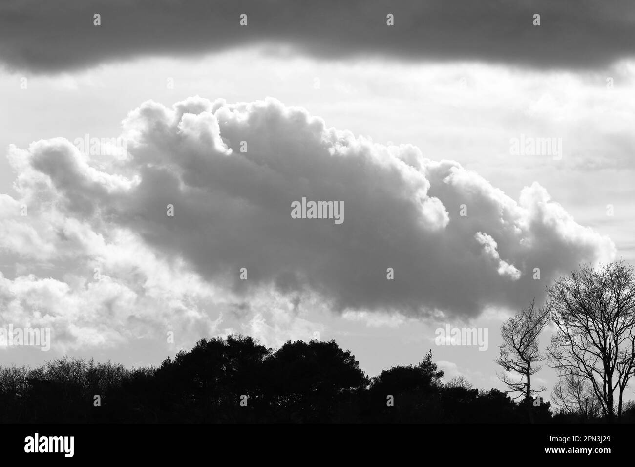 Un cielo nuvoloso con alberi in primo piano, foto in bianco e nero Foto Stock