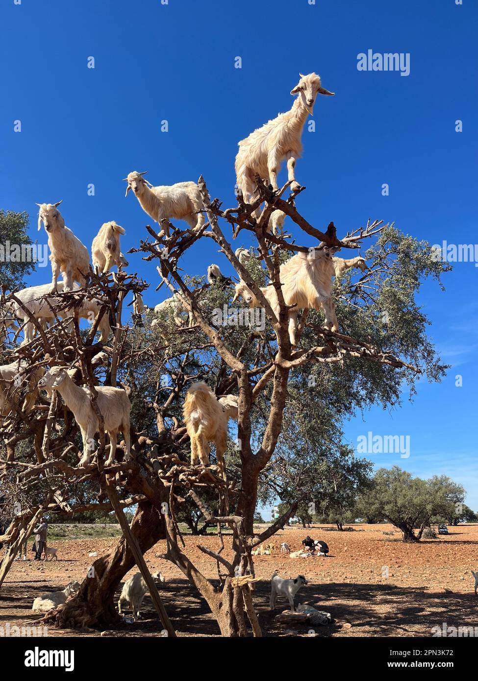 Marocco, Africa: Capre su un albero di argan che mangiano i suoi frutti nella pianura di argan tra Marrakech e Essaouira Foto Stock