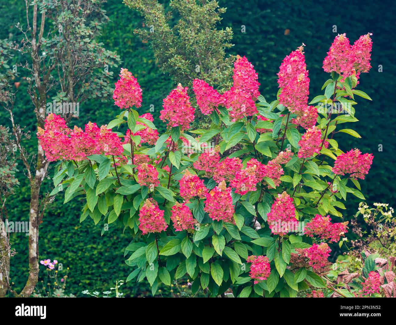 Colore rosso autunno completo delle teste dei fiori della dura Hydrangea paniculata 'Pinky Winky' Foto Stock