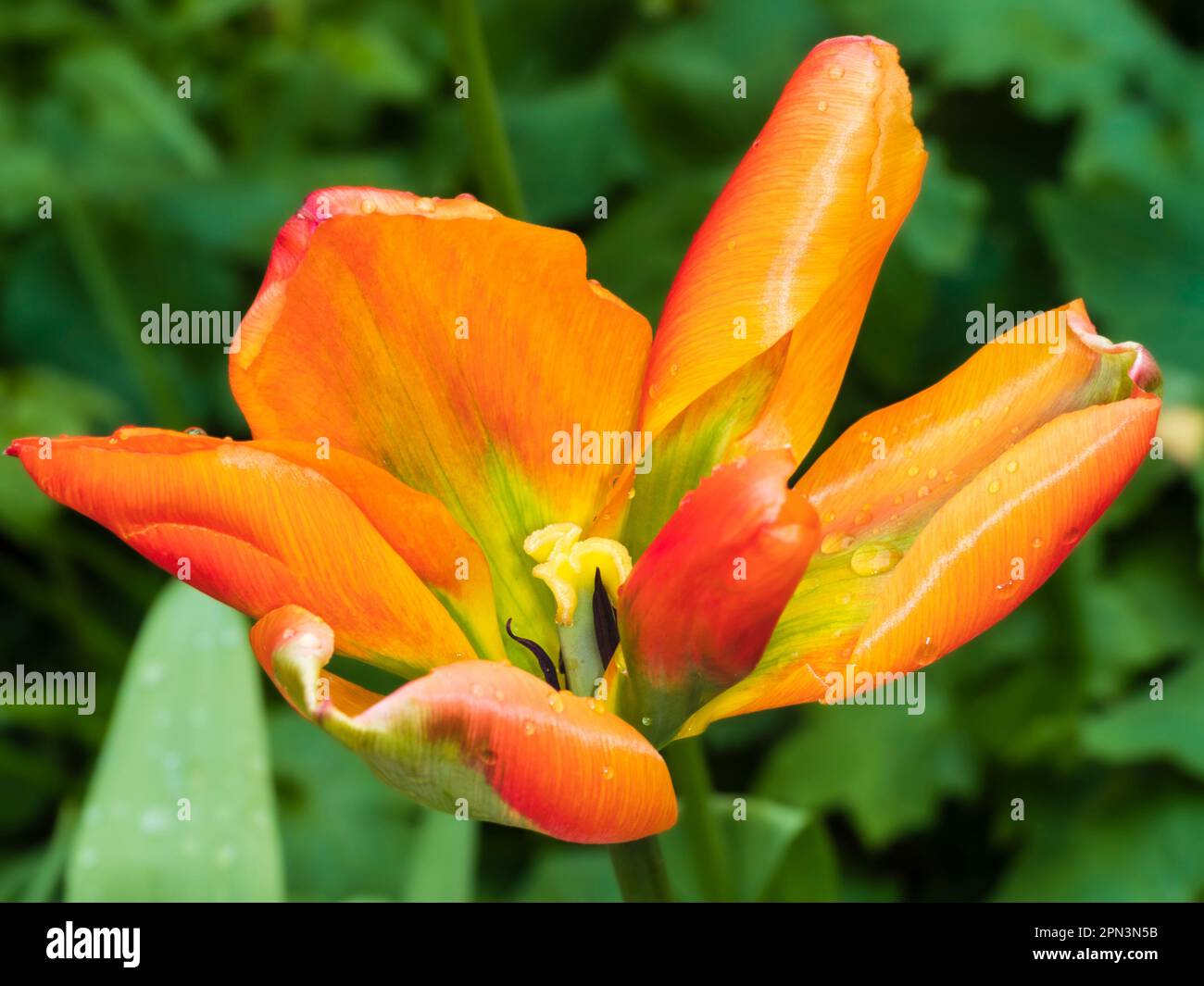 Verde fioccato arancione a rosso ombreggiato primavera fioritura viridiflora tulipano, Tulipa 'Orange Marmalade', aperto in aprile luce del sole Foto Stock