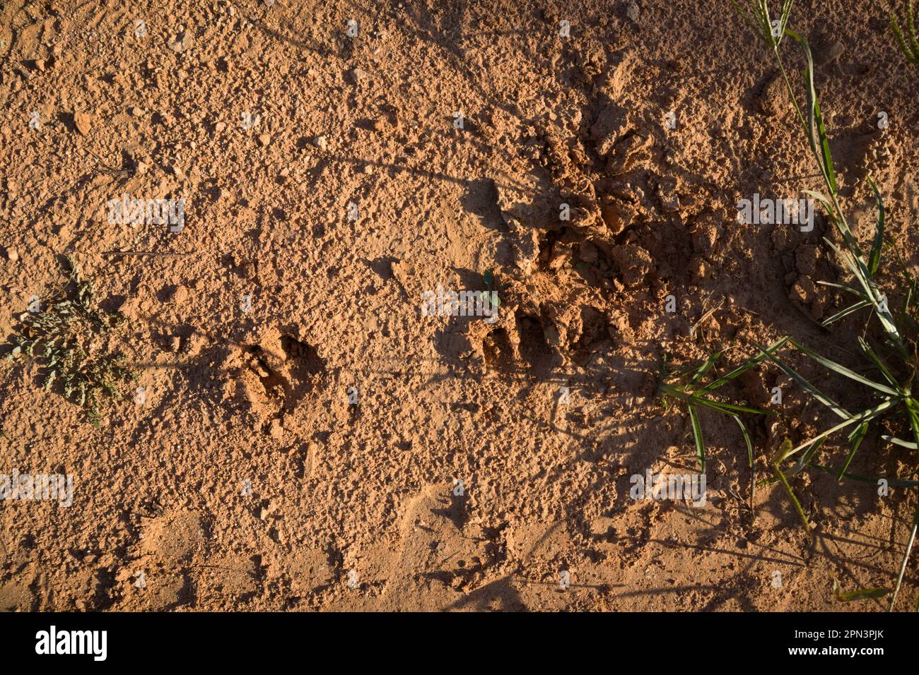 Primo piano delle tracce di alcuni cinghiali che sono stati incisi nel fango mentre la terra era bagnata Foto Stock