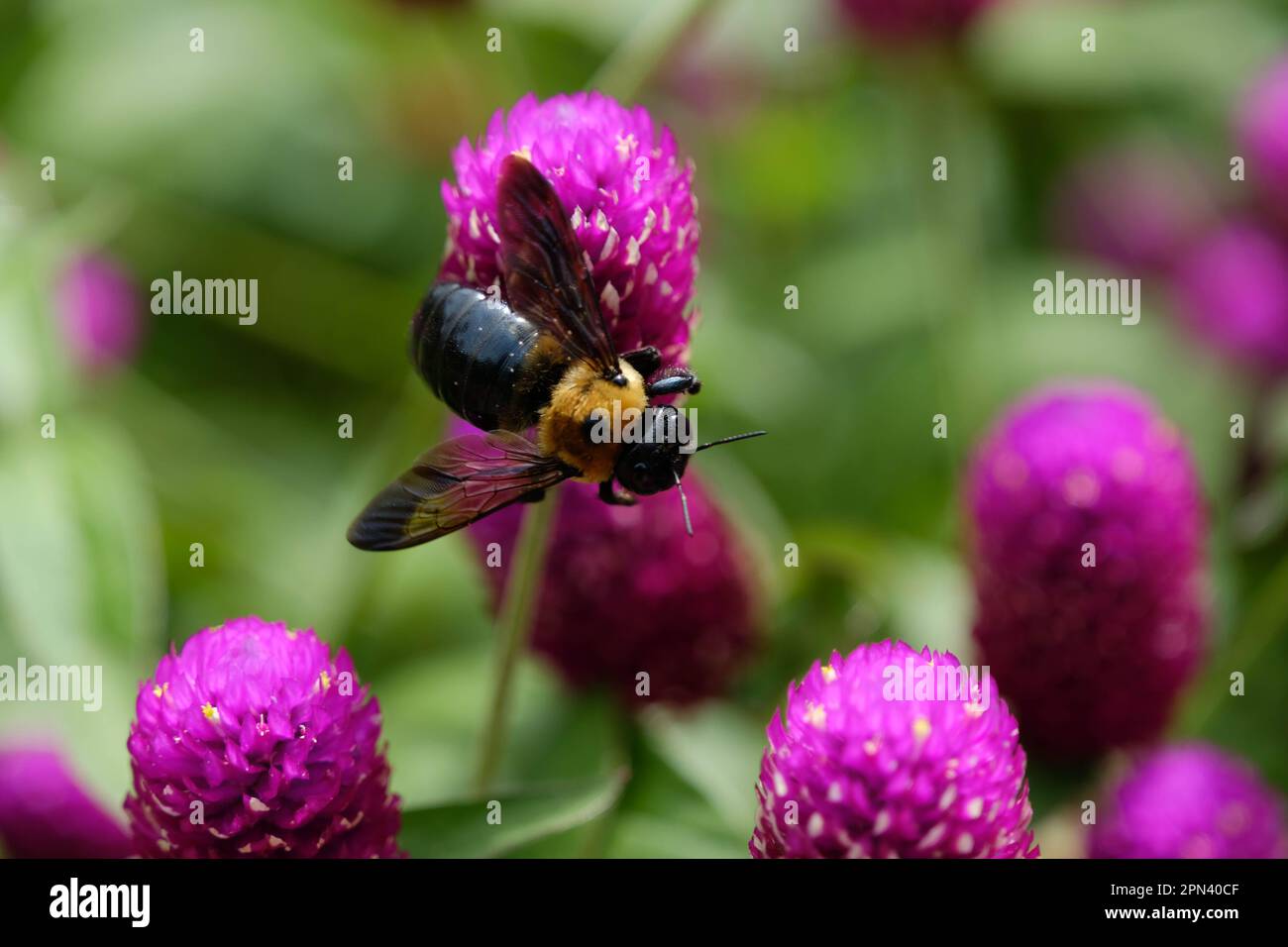 Bumblebee su fiore rosa con fondo verde. Foto Stock