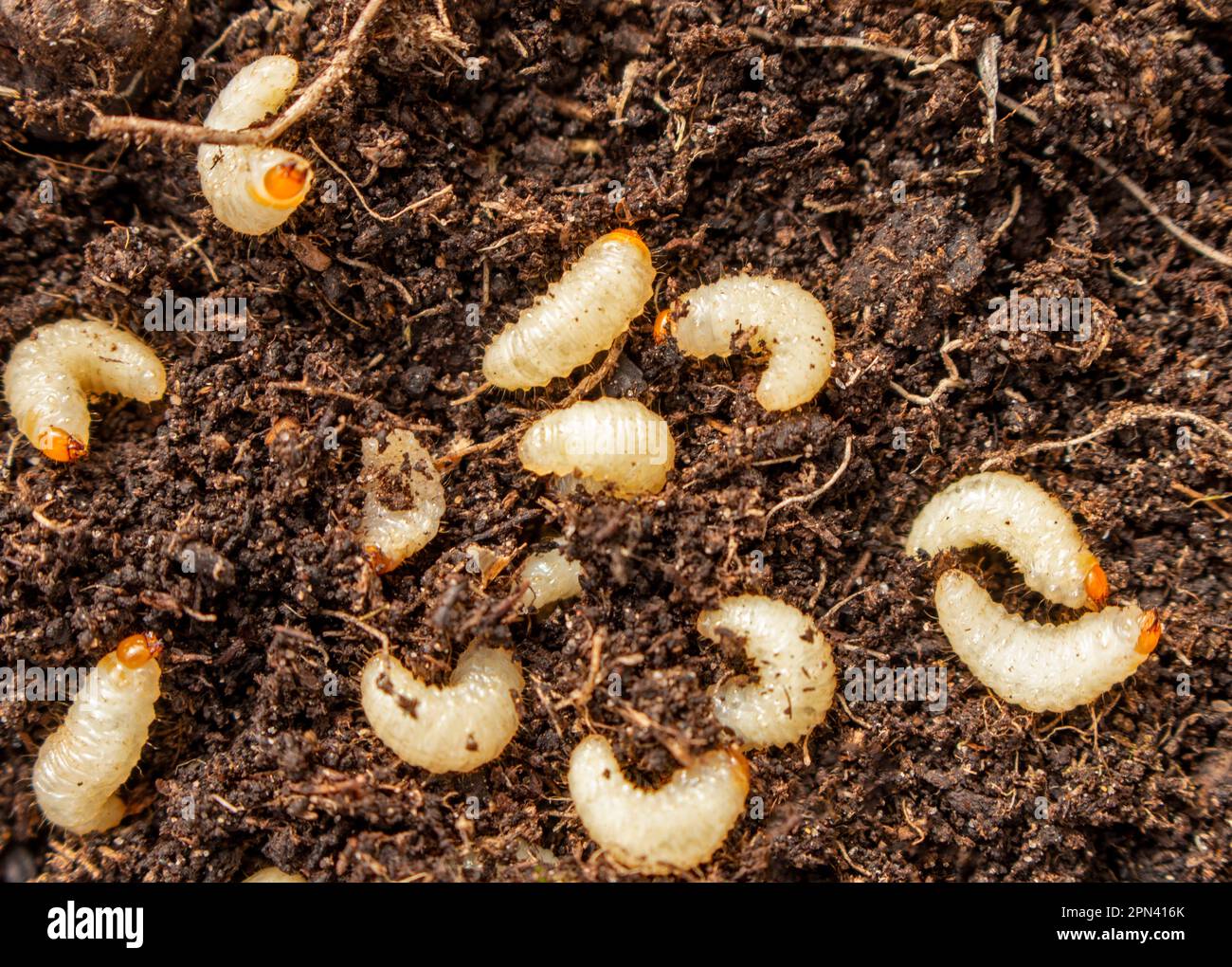 Vine Weevils Otiorhynchus sulcatus i grugnoli color crema che si nutrono delle radici vegetali in primavera Foto Stock