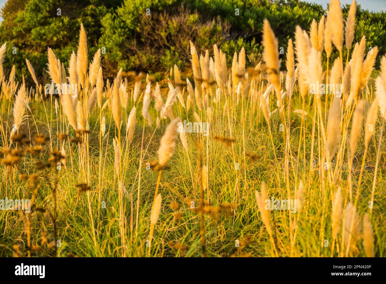 Foresta sulla spiaggia è illuminata dagli ultimi raggi del tramonto Foto Stock