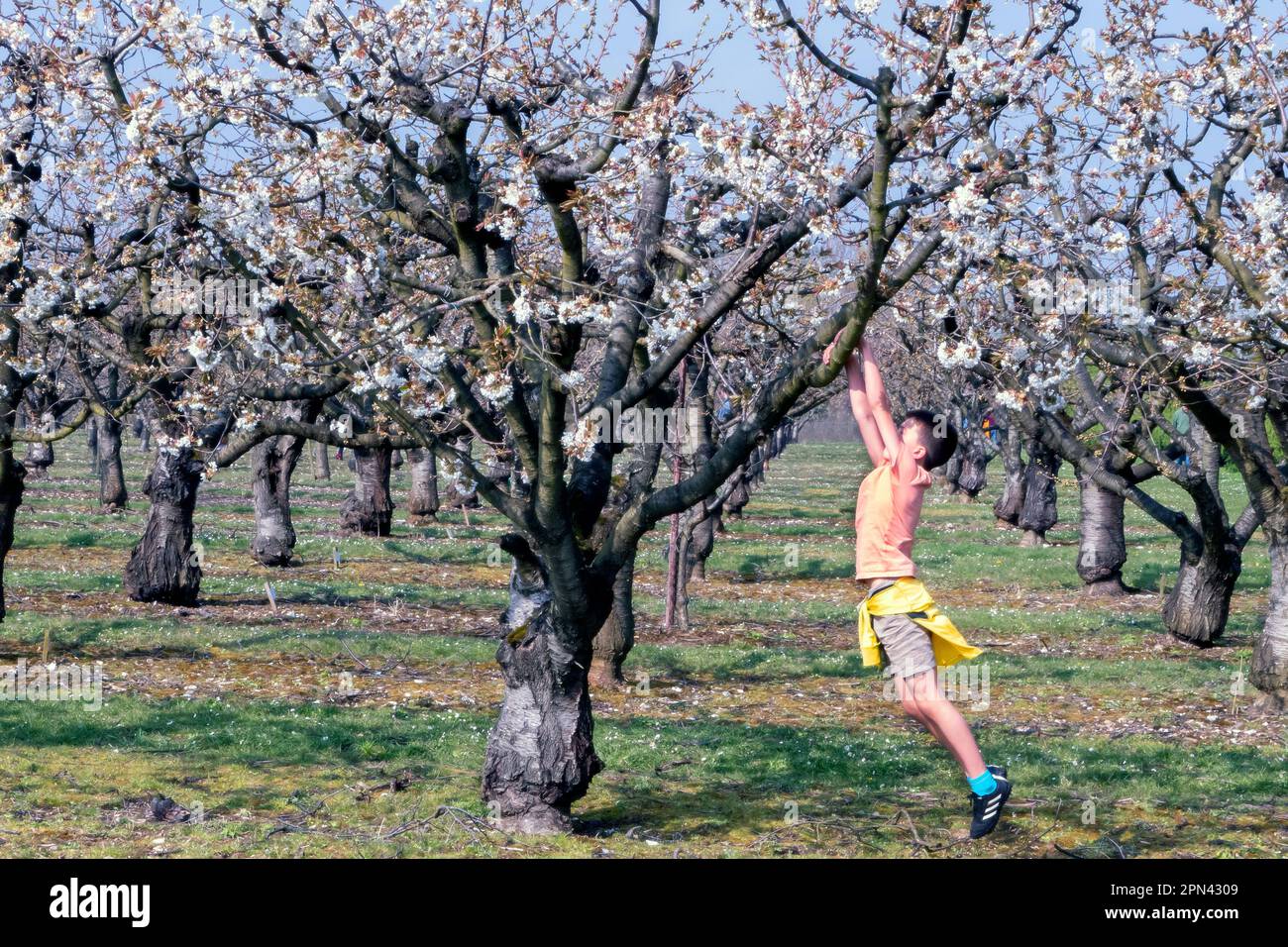 Fiori di ciliegio alla Brogdale Farm National Fruit Collection Faversham Kent UK Foto Stock