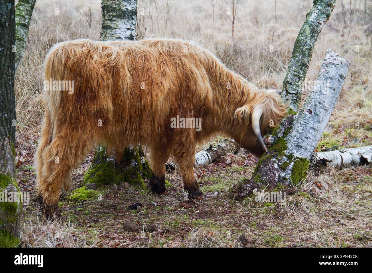 La mucca scozzese con lunghi capelli rossi e corna lunghe sfrega la testa contro un albero Foto Stock