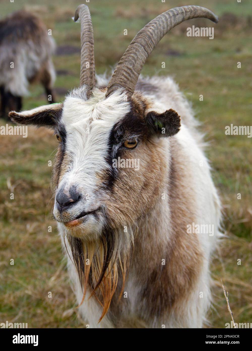Ritratto di capra buck della Landrace olandese, una razza olandese tradizionale Foto Stock