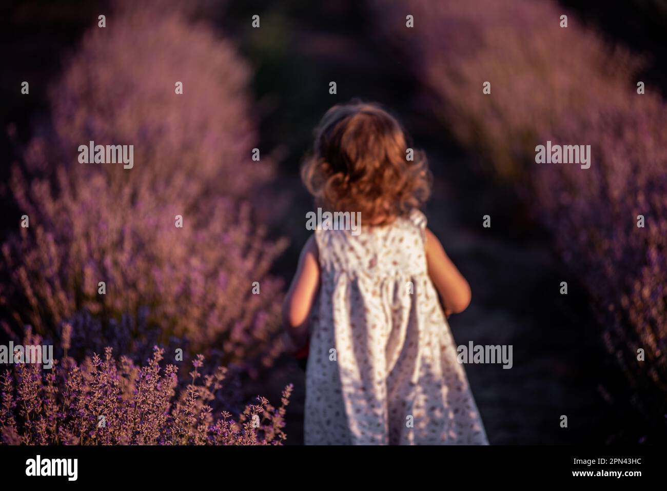 La bambina sfocata difocusa in vestito di fiori si erge con la schiena in campo di lavanda viola tra le file al tramonto. Bambino faceless del toddler hanno divertimento o Foto Stock