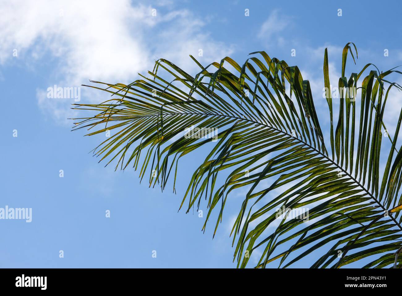 Basso angolo sparato arecaceae foglie di palma con sfondo cielo nuvoloso. Fuoco selettivo delle foglie dell'albero. Area open space. Foto Stock