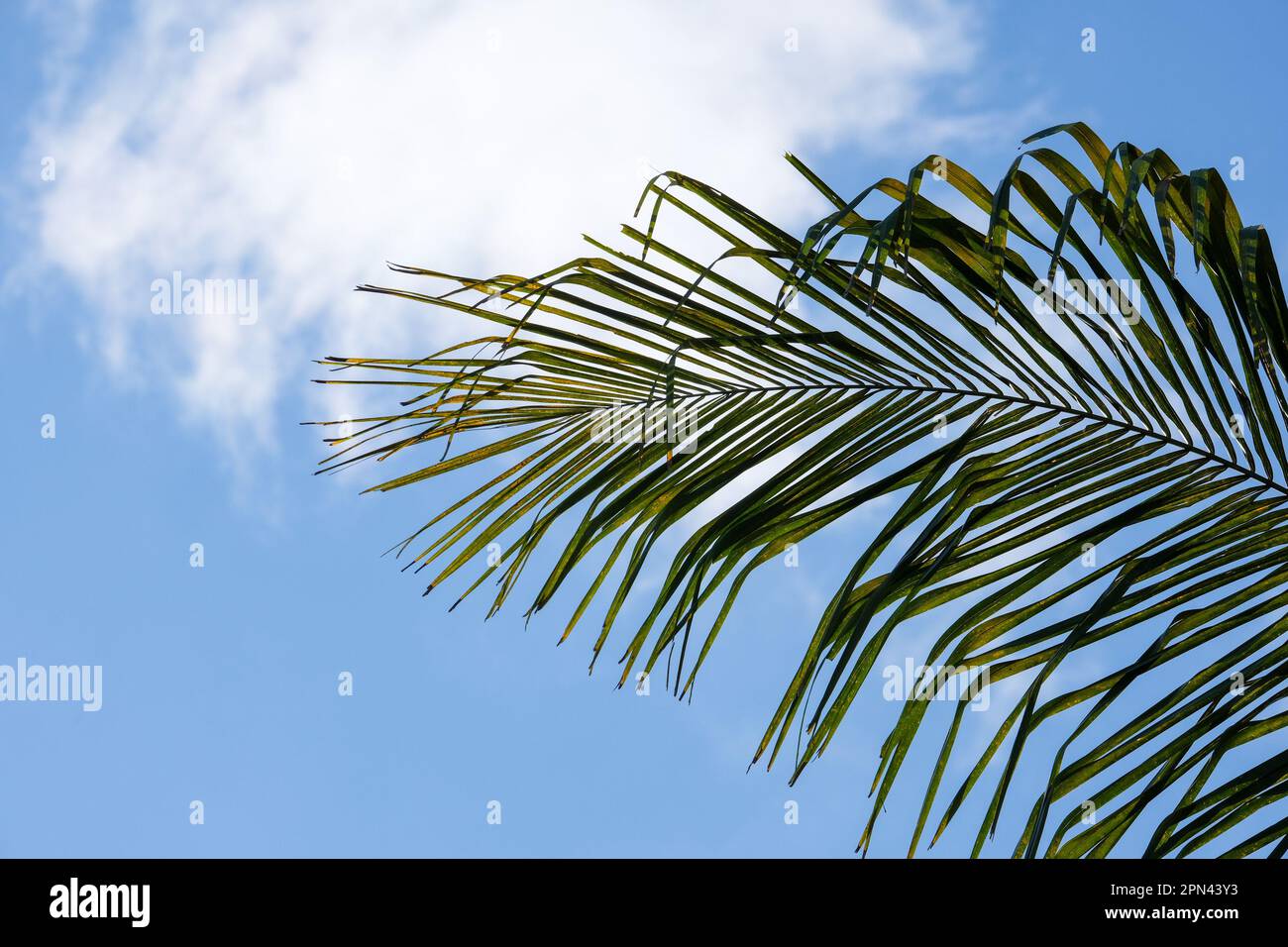 Basso angolo sparato arecaceae foglie di palma con sfondo cielo nuvoloso. Fuoco selettivo delle foglie dell'albero. Area open space. Foto Stock