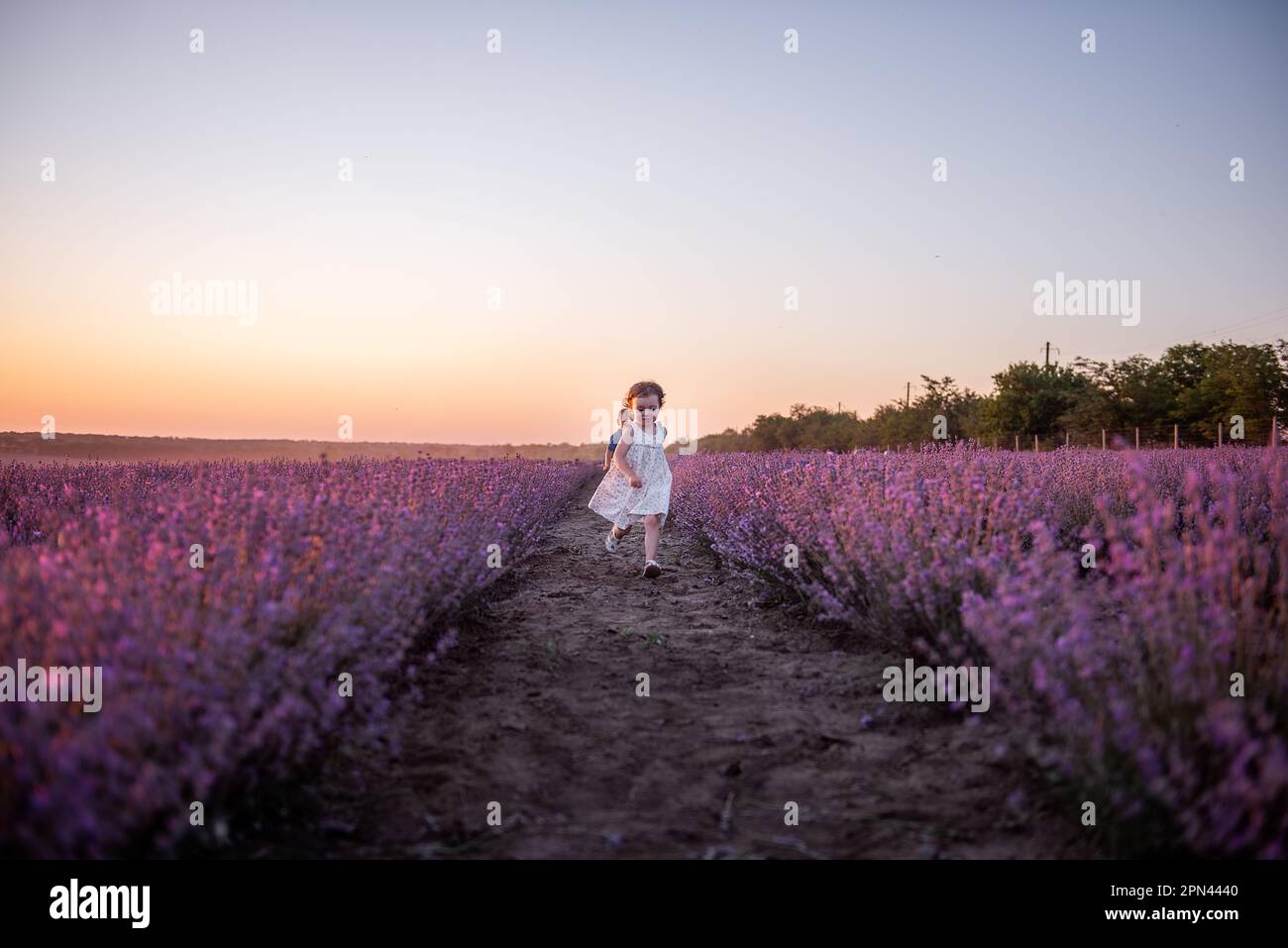 La bambina in vestito di fiore corre attraverso il campo di lavanda viola tra le file al tramonto. I bambini più piccoli si divertono a passeggiare in campagna. Allergia Foto Stock