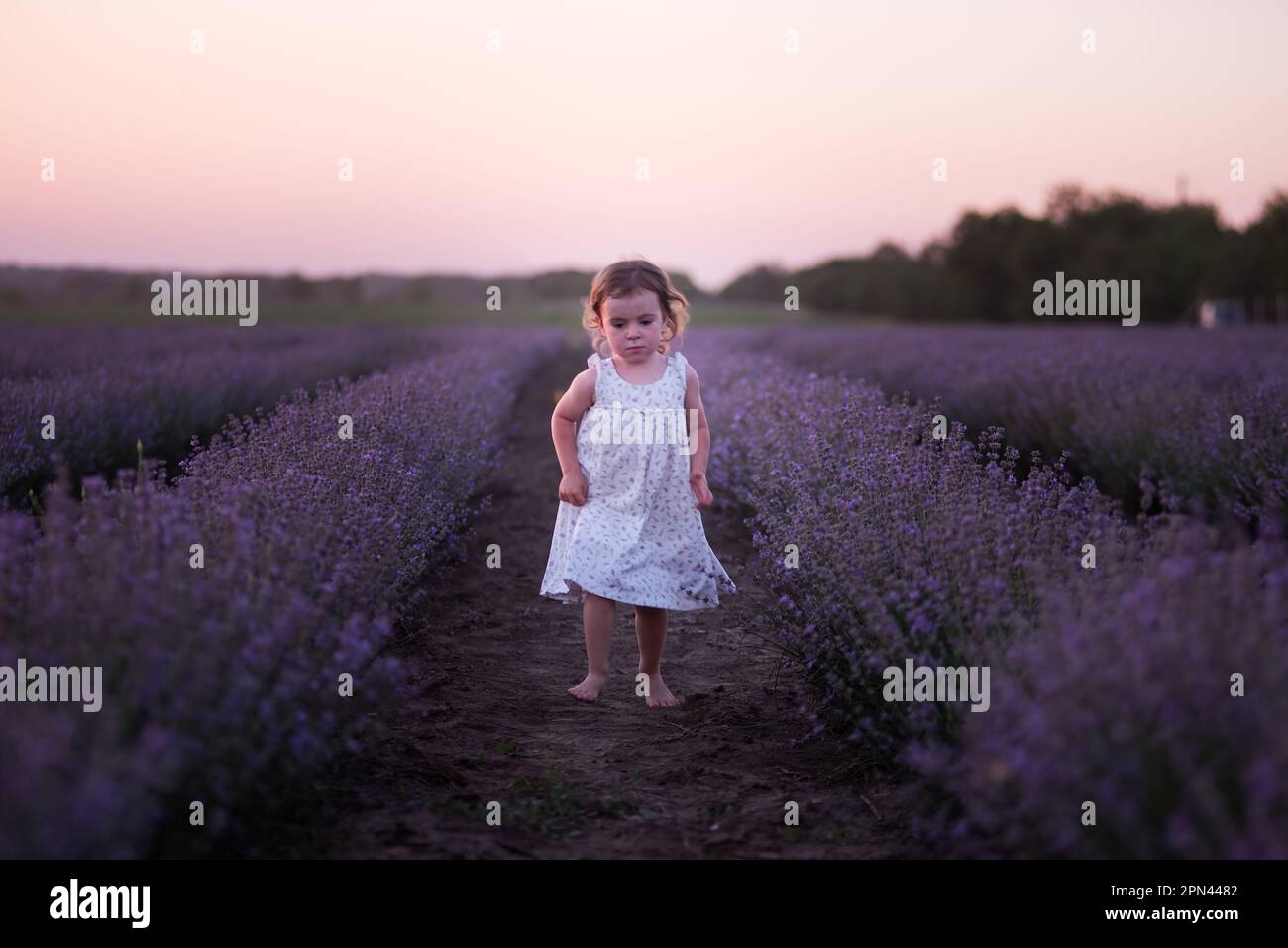 La bambina in vestito di fiore corre a piedi nudi attraverso il campo di lavanda viola tra le file al tramonto. I bambini più piccoli si divertono a passeggiare in campagna. Foto Stock