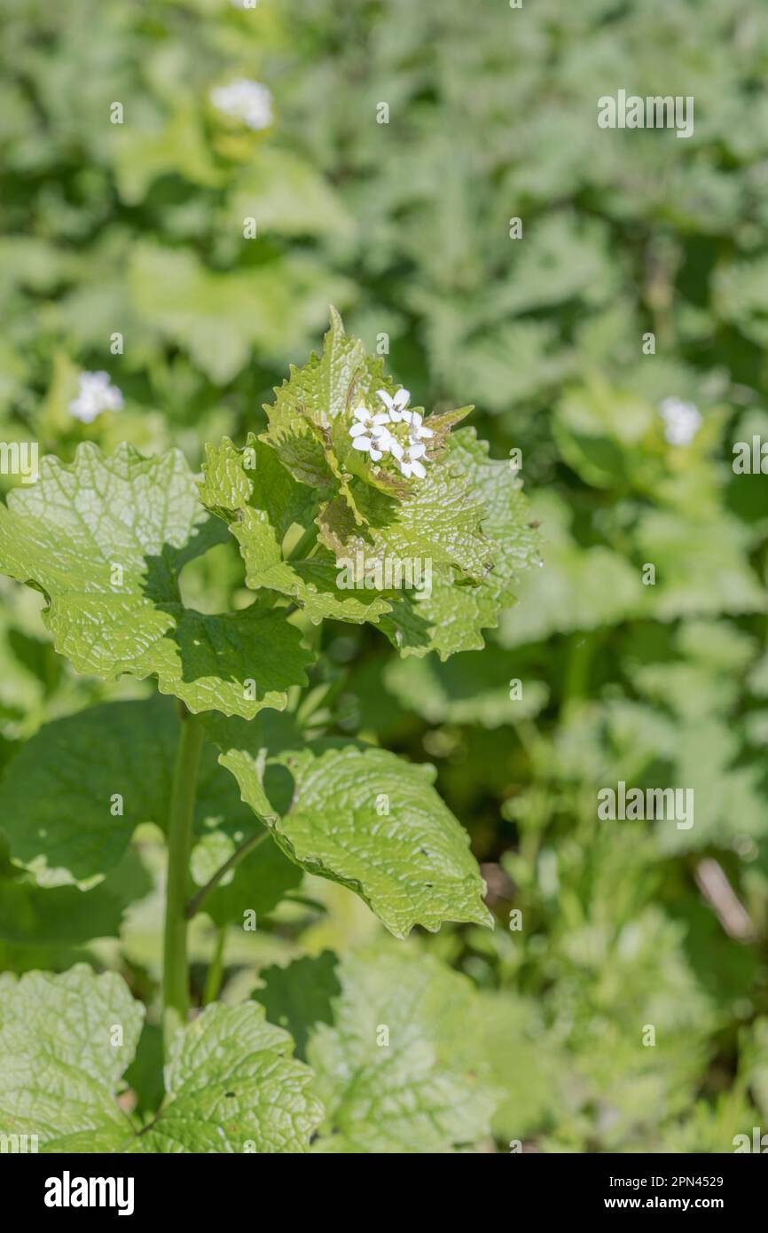 Fiori bianchi di aglio Hedge, Jack by the Hedge / Alliaria petiolata cresce in soleggiato primavera siepe. Usato come pianta medicinale e per cibo. Foto Stock