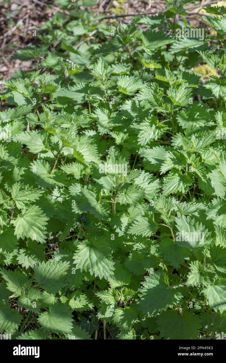 Primavera foglie di pungente Nettle / Urtica dioica crescere in una patch. Ortica usata nella medicina di erbe & come alimento foraged di base. Foto Stock
