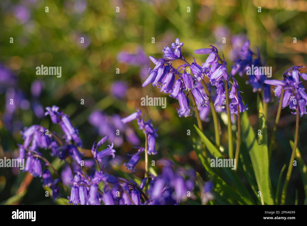 Fiori Bluebell nel campo Foto Stock