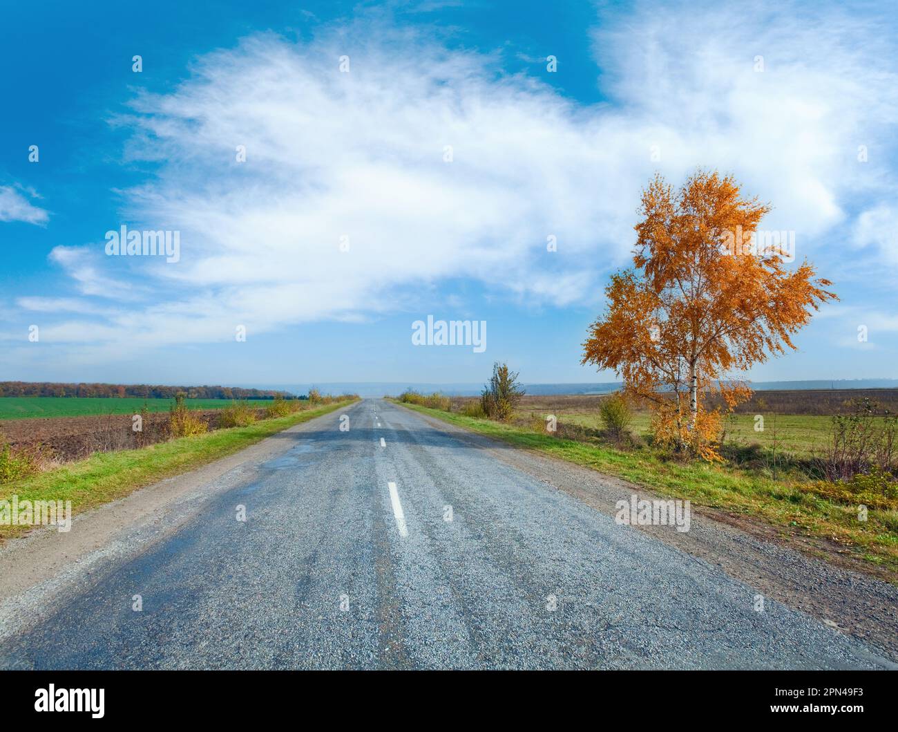 Autunno paese secondario su strada e Yellow Birch sul lato Foto Stock