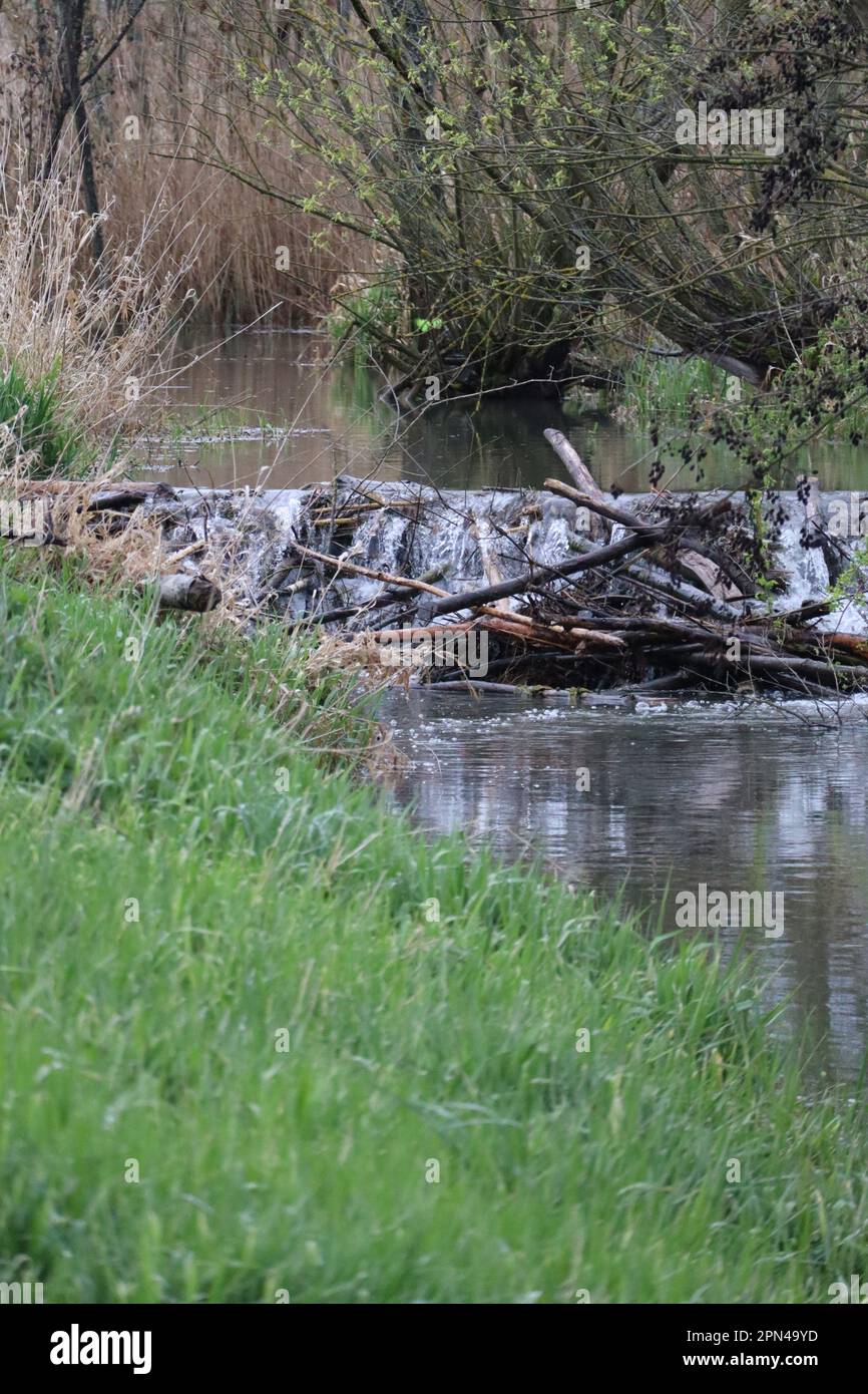 Costruzione compatta della diga di Beaver su un torrente Foto Stock