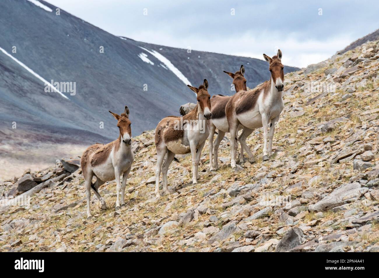 Asini selvatici tibetani a Ladakh, India Foto Stock