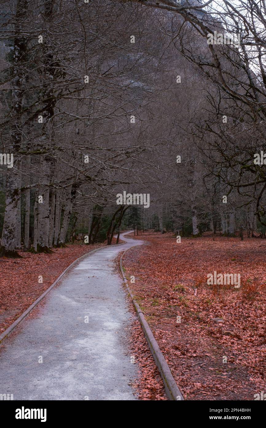 un percorso attorcigliato corre tra alberi con foglie cadute, foglie d'autunno rossastre ai lati del percorso, verticale Foto Stock