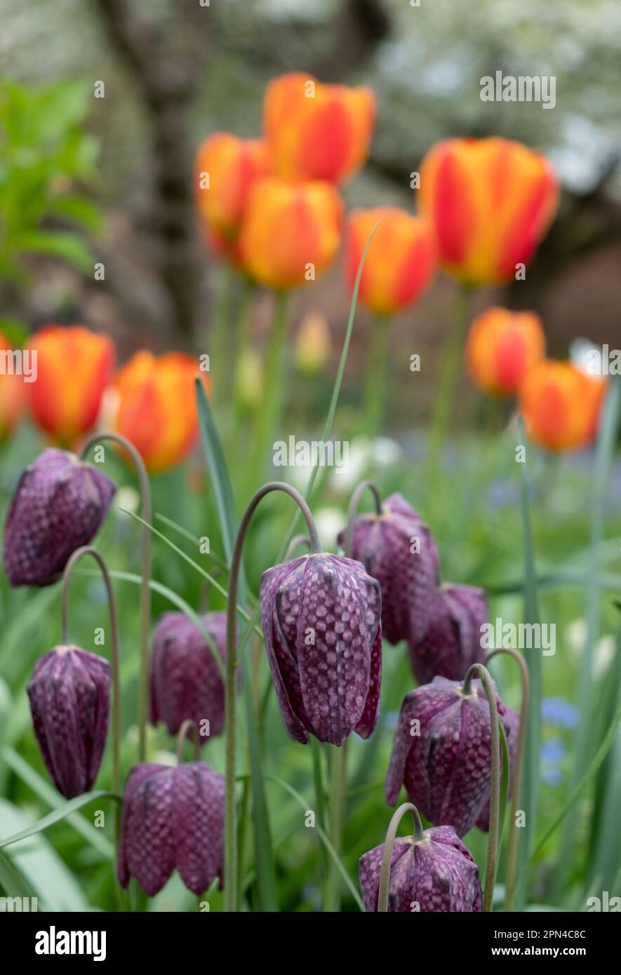 Testa di serpente fritillary meleagris fiori che crescono nell'erba fuori Eastcote House murato giardino, Hillingdon, Londra UK. Tulipani arancioni in foregroun Foto Stock