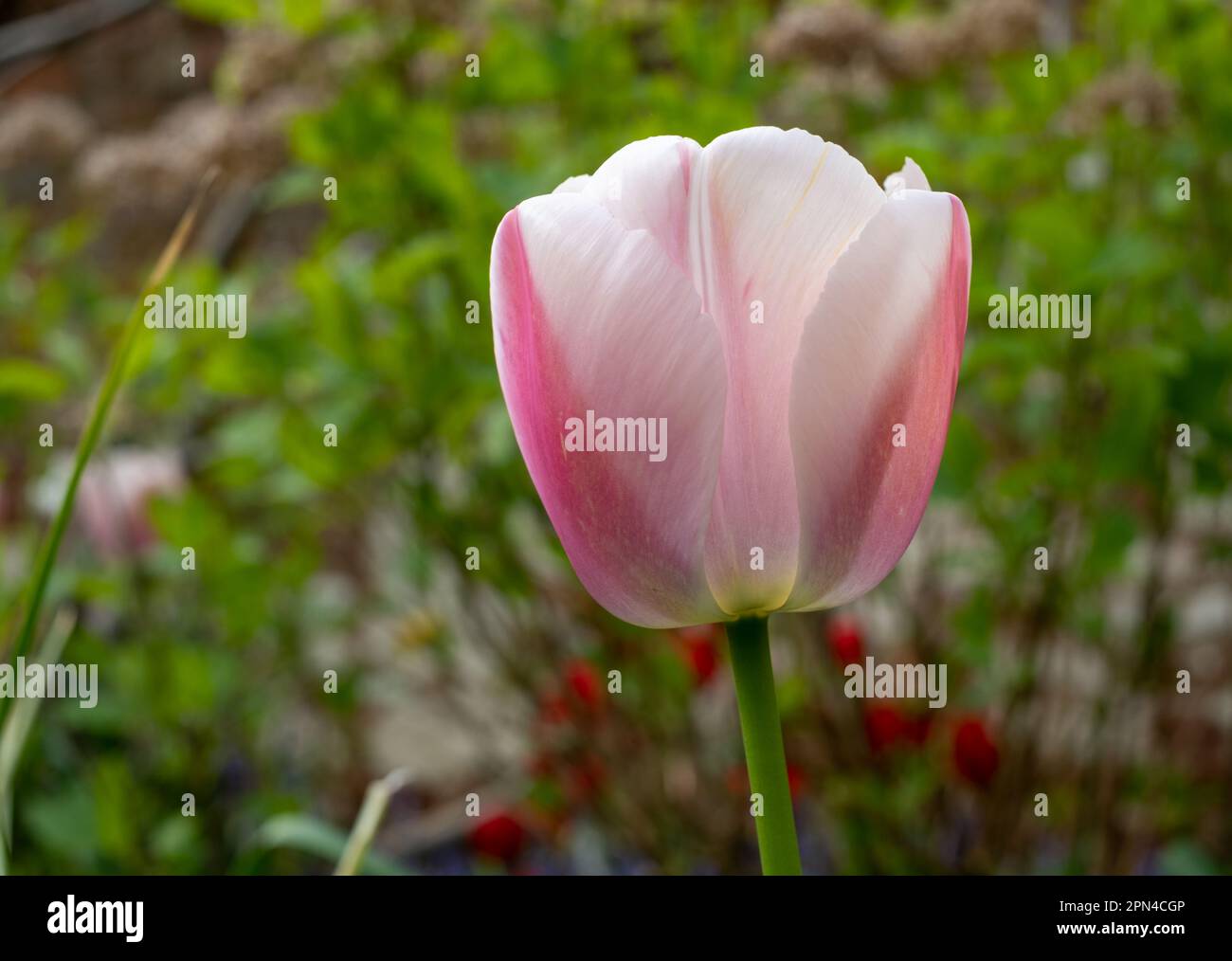 Stupendo tulipano rosa tra altri fiori primaverili nei aiuole dell'Eastcote House Gardens, Londra, Regno Unito, storico giardino murato. Foto Stock