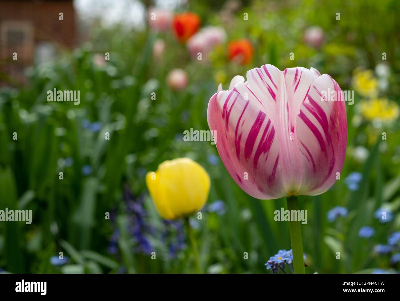 Stupendo tulipano rosa tra altri fiori primaverili nei aiuole dell'Eastcote House Gardens, Londra, Regno Unito, storico giardino murato. Foto Stock