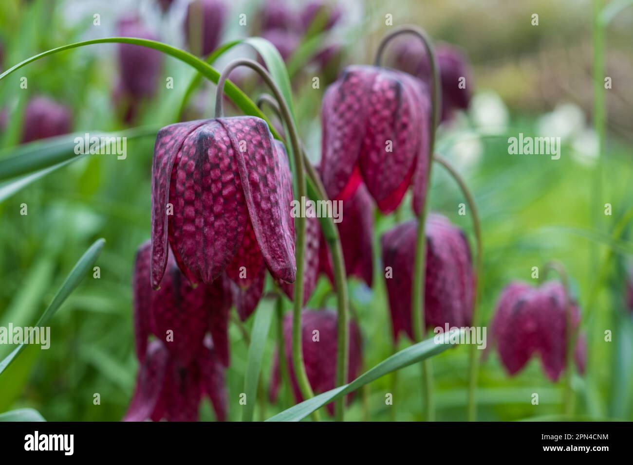 Testa di serpente raro i fiori di melagris del fritillary che crescono selvaggi nell'erba fuori del giardino murato di Eastcote House, London Borough di Hillingdon, Regno Unito. Foto Stock