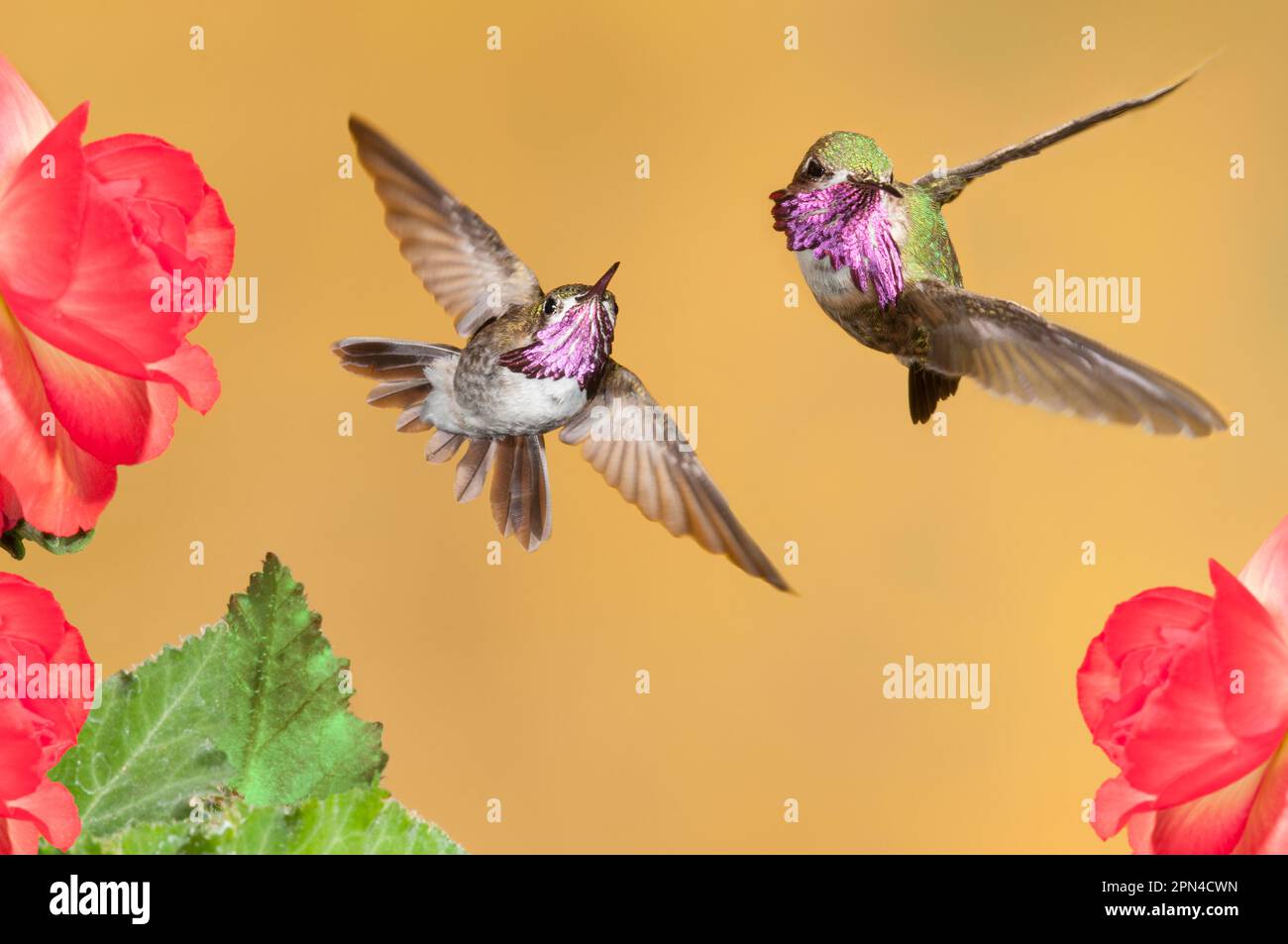 Hummingbird, Calliope Foto Stock