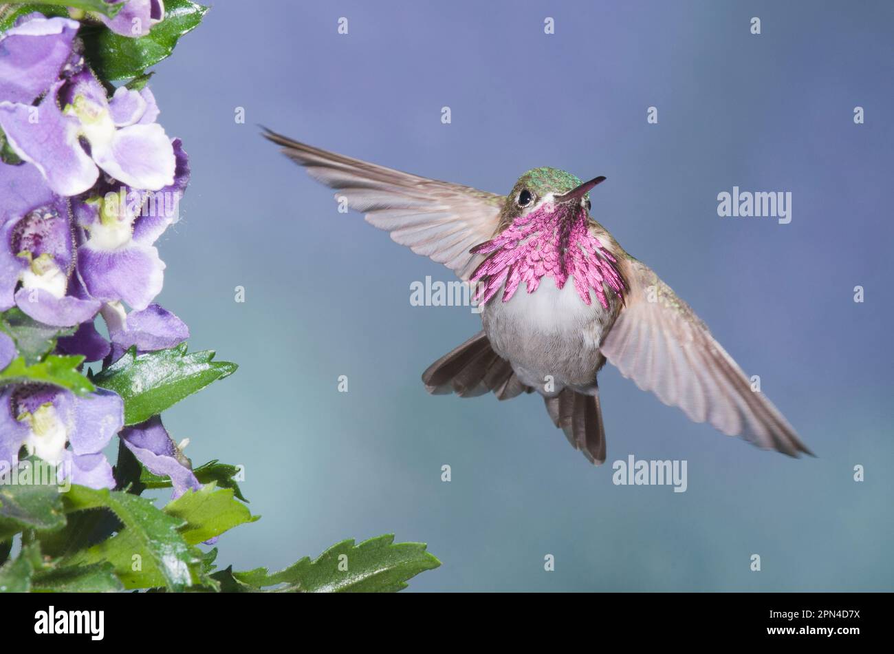 Hummingbird, Calliope Foto Stock