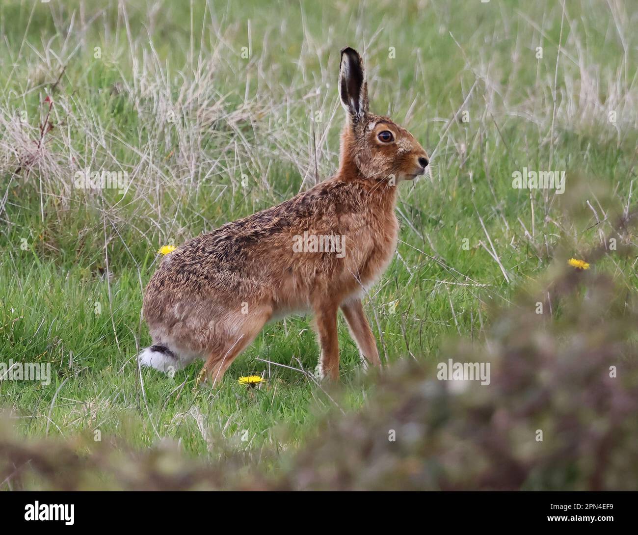 Una Lepre marrone nelle colline di Cotswold durante la primavera Gloucestershire Regno Unito Foto Stock