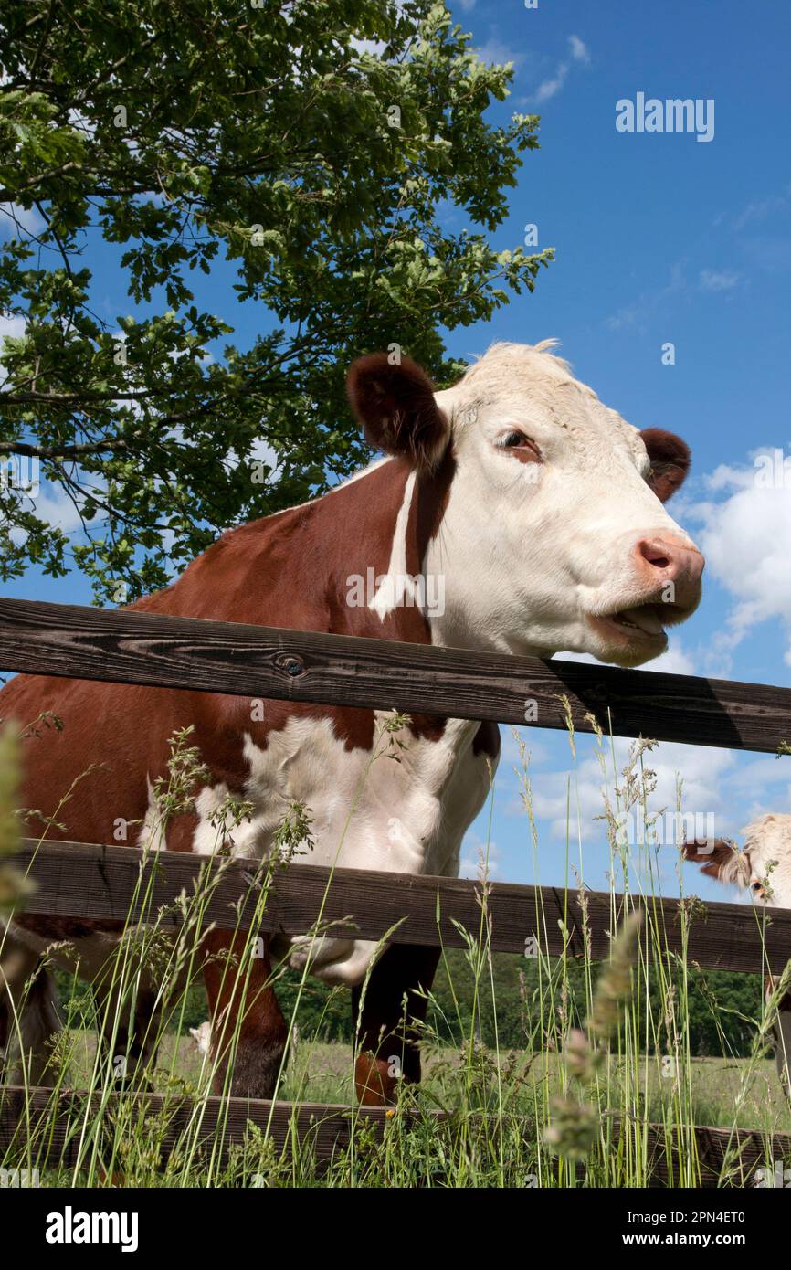 Hereford mucca guardando oltre recinto, Surrey, Inghilterra Foto Stock