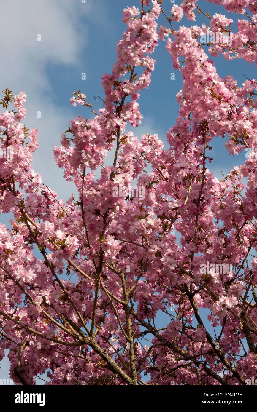 Fiore di ciliegia primaverile (accolade di prunus), Surrey, Inghilterra Foto Stock