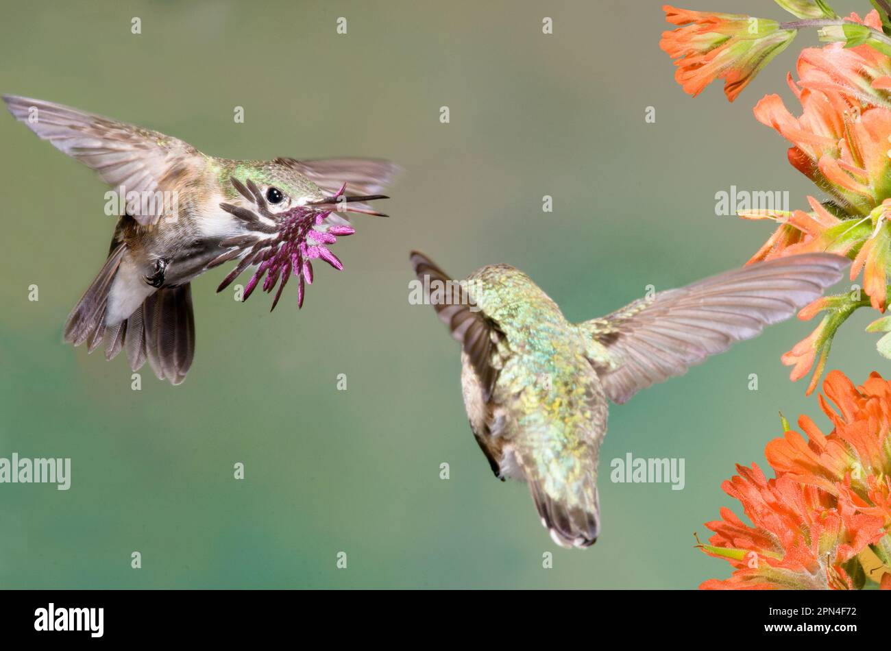 Hummingbird, Calliope Foto Stock