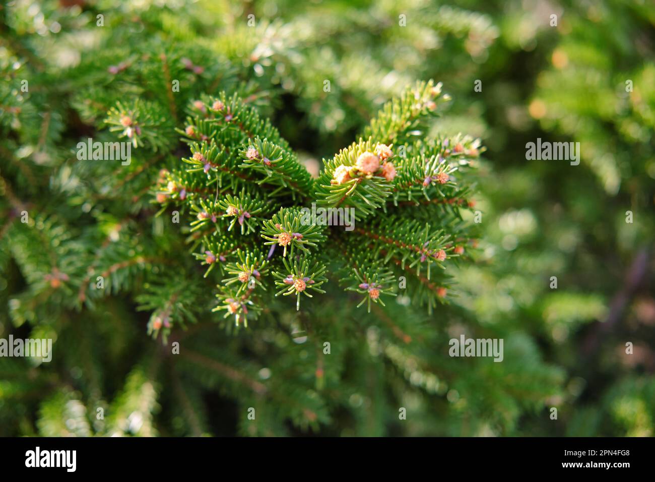 Primo piano della composizione di rami di abete-ago come una texture di fondo. Sfondo di piante naturali. Foto Stock