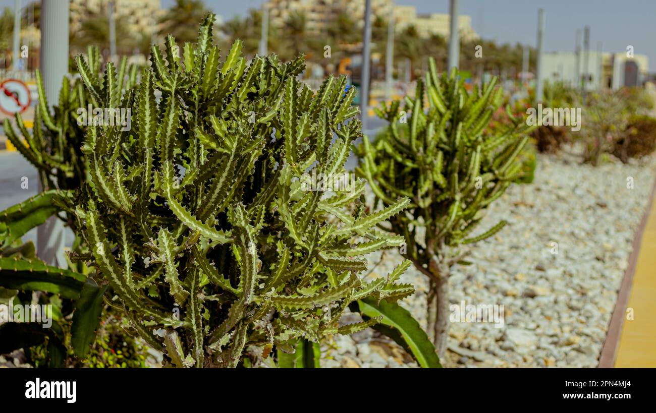 cactus piante ornamentali in città Foto Stock